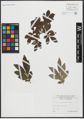 Foto von Salix appendiculata Vill.